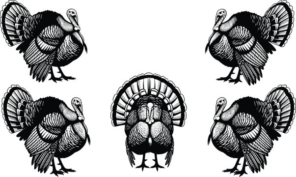 Hand drawn sketch of five turkeys with fanned tails, vintage engraving style illustration suitable for Thanksgiving holiday design and farm themes.
