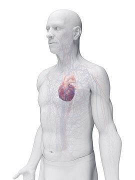 Accurate 3D Depiction Highlighting The Heart Of A Male Body