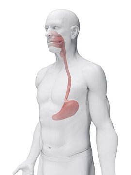 Detailed Depiction Of The Stomach Of A Male In Full Detail