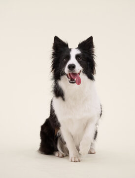 Black and white Border Collie sits upright with alert posture. Light cream background used in studio setup.