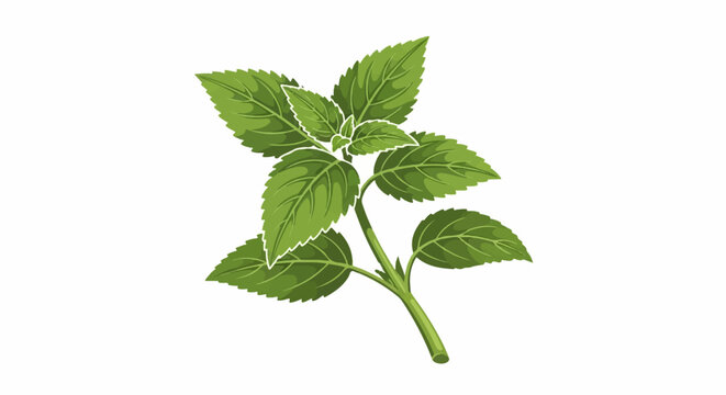 A vibrant green botanical illustration of a fresh herb sprig with serrated leaves on a white background