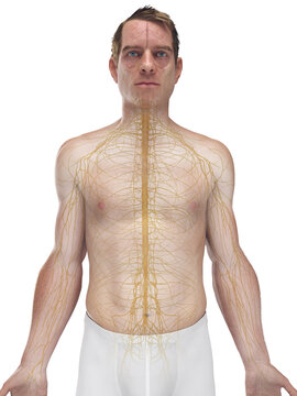 A Detailed 3D Depiction Of The Nervous System Of A Male