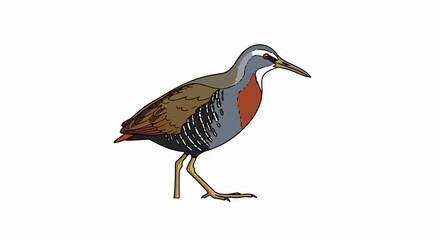 Obraz premium Illustration of a bird with brown wings, grey body, orange chest, and light brown legs on a white background