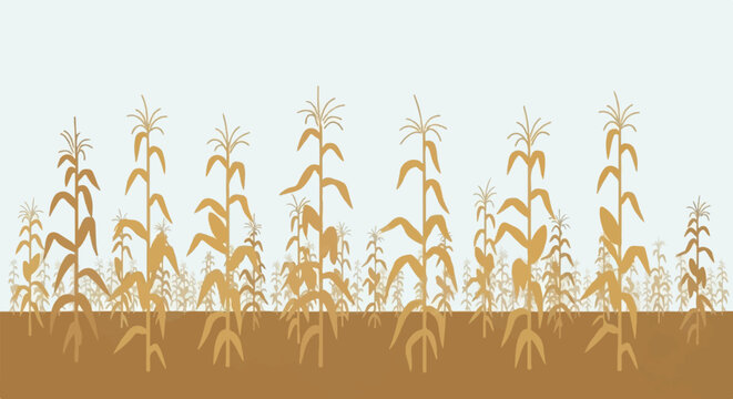 A stylized illustration depicting a vast cornfield with mature maize plants in shades of brown and tan
