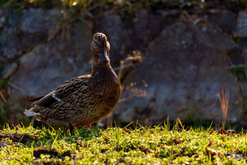 dzikie kaczki nad stawem © rob