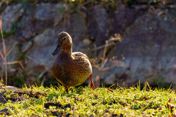 dzikie kaczki nad stawem © rob