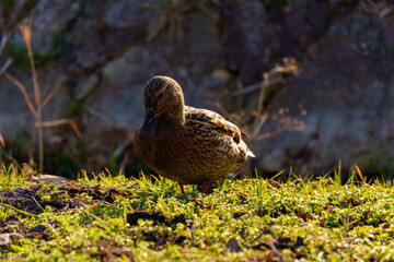 dzikie kaczki nad stawem © rob