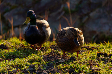 dzikie kaczki nad stawem © rob