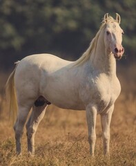 white Arabian horse in the field