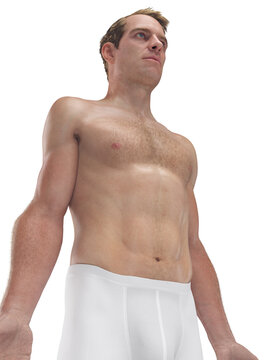 A Detailed Depiction Of The External Features Of The Body Of A Man