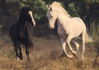 Obraz premium two horses running in the field