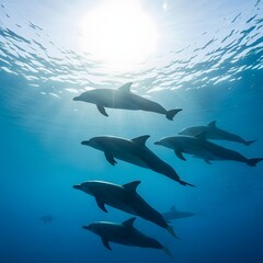 Fototapeta premium A group of dolphins swimming underwater in the ocean with sunlight