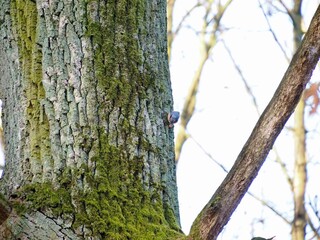 Brhlík lesní zachycený na kmeni stromu, jak v zobáku pevně svírá semínko nebo malý oříšek © Tomas_Martinek