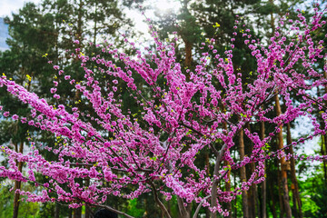 Obraz premium A tree with pink flowers in the park