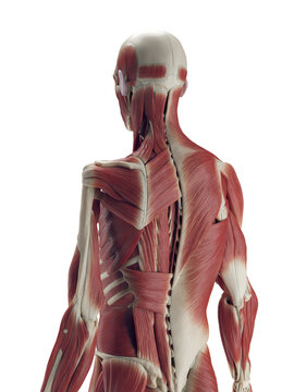 A Detailed 3D Depiction Of The Muscular System Of A Male