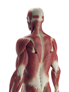 A Detailed 3D Depiction Of The Superficial Muscles Of A Man