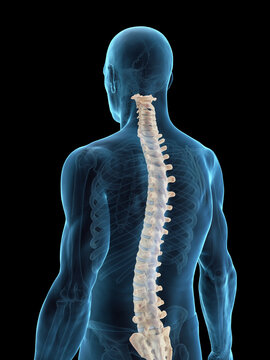 Comprehensive 3D Depiction Showing The Spinal Column Of A Male Body