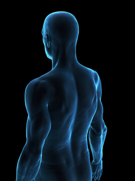 A Detailed Depiction Of The External Features Of The Body Of A Man