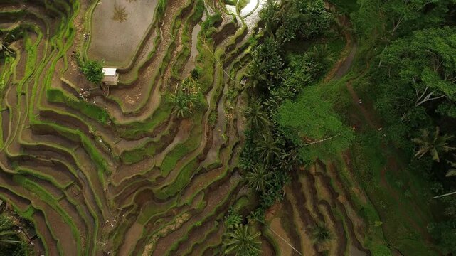 aerial perspective highlighting layered agricultural terraces and organic patterns of Ceking Rice Terrace, Bali.