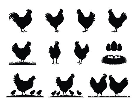 Silhouette set of chicken, Hen, Cock and Chicks