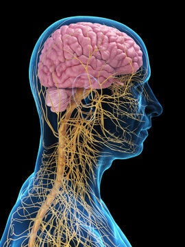 A Detailed 3D Depiction Of The Nervous Organs Of The Head Of A Male