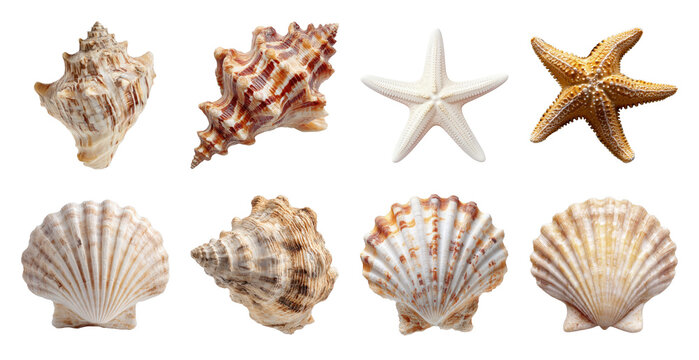 PNG Diverse seashells starfish collection, transparent background