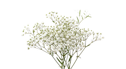 Plakat A bouquet of white baby's breath flowers on transparent background