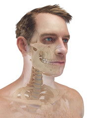 A Detailed 3D Depiction Of The Head Bones Of A Male © Sebastian Kaulitzki