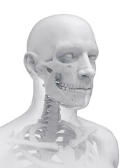 A Detailed 3D Depiction Of The Head Bones Of A Male © Sebastian Kaulitzki