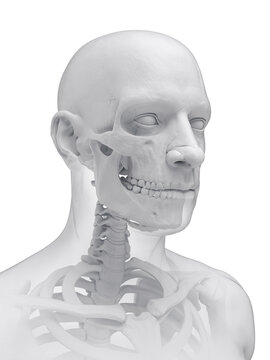 A Detailed 3D Depiction Of The Head Bones Of A Male