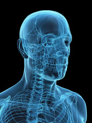 A Detailed 3D Depiction Of The Head Bones Of A Male © Sebastian Kaulitzki