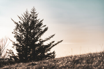 Sunset silhouette tree on hillside in South Iceland