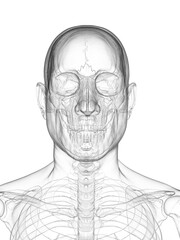 A Detailed 3D Depiction Of The Head Bones Of A Male © Sebastian Kaulitzki