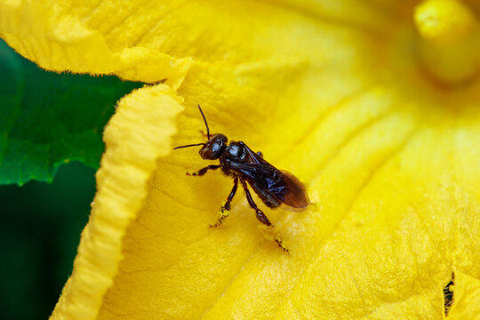 Macro of a stingless bee Meliponini with yellow pollen on its legs over a flower petal