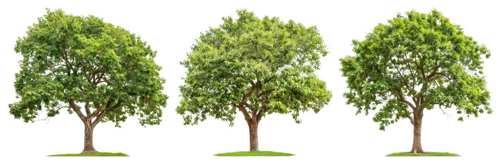 Fototapeta premium PNG Three lush green trees, transparent background