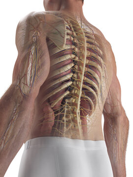 Illustrated Rendering Showing The Organs Of A Male