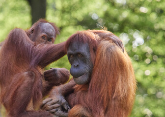 Naklejka premium Close moment between orangutan mother and baby in natural environment, wildlife family interaction showing care protection and strong family bond