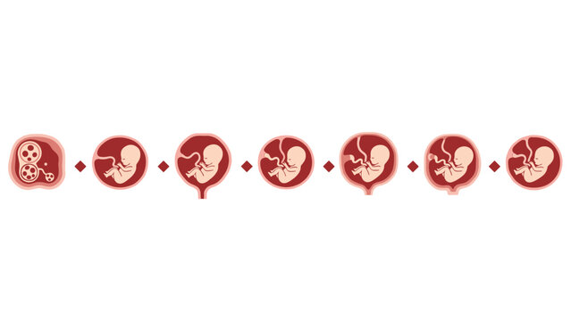 Horizontal timeline illustrating the sequential stages of fetal development within the uterus, from early embryo to advanced gestation, in a medical context.