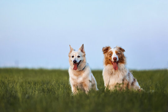 Two happy dogs sitting in green grass under blue sky at sunset. Australian Shepherd and white mixed breed pets outdoors. Concept of animal friendship and nature with copy space
