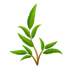 Fototapeta premium green leaf isolated on white background