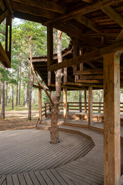 Rustic Wooden Pavilion With Tree Growing Through Deck in Pine Forest Park Shelter and Walkway