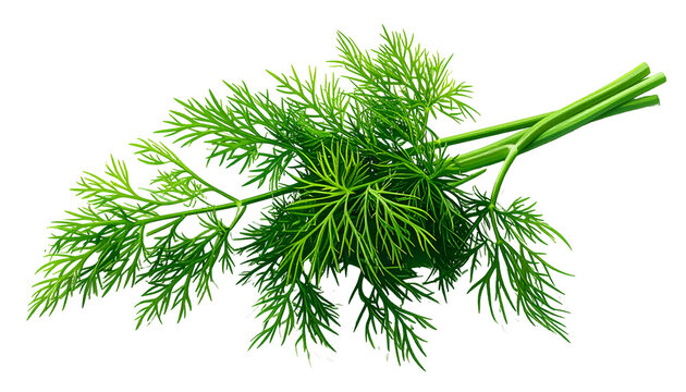 A vibrant, detailed cluster of fresh green dill fronds against a transparent background