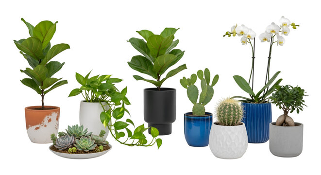 Collection of Various Potted Plants and Succulents in Decorative Pots on transparent background