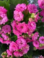 Fototapeta premium Pink kalanchoe flowers blooming cluster with green leaves, ornamental houseplant blossom with bright decorative petals and natural floral background