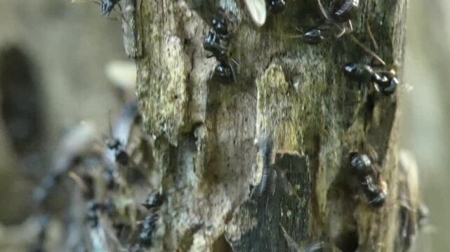 Winged ants Lasius niger crawling on weathered wood tip, camera tilt, close-up, soft light. Vulnerability and Resilience.