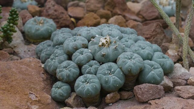 Close up of a peyote cactus plant growth around stones, rocks and sand with a pan around on a cloudy summer day