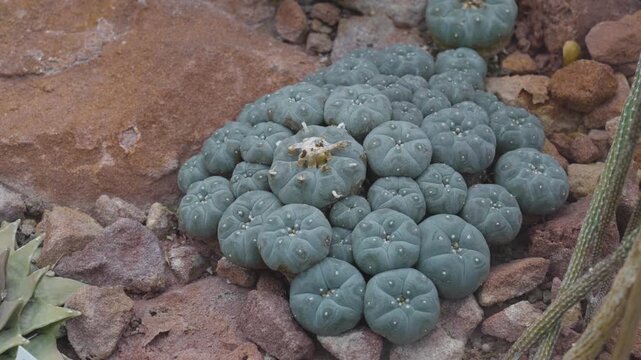 Close up of a peyote cactus plant growth around stones, rocks and sand with a pan around on a cloudy summer day