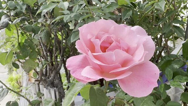 Pink Rosa damascena gently moving in the breeze in a sunlit garden, showcasing the beauty of Mediterranean and Israeli flora.