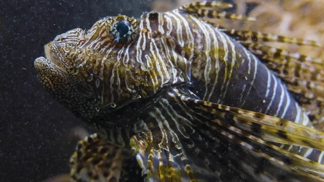Close up of a zebra, fire, lion or goby fish floating slowly around beside a coral reef underwater
