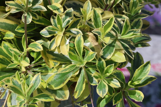 Arabis ferdinandi-coburgi 'Old Gold'.  Variegated rock cress foliage - bright golden yellow margins with green centre.  